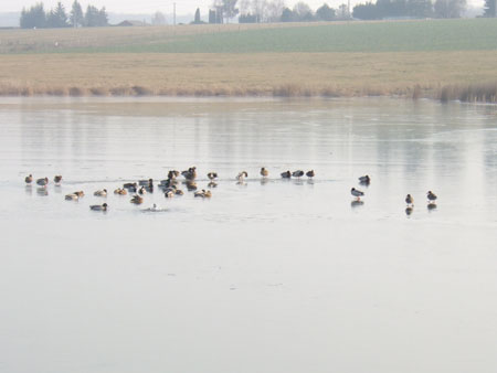 Les canards